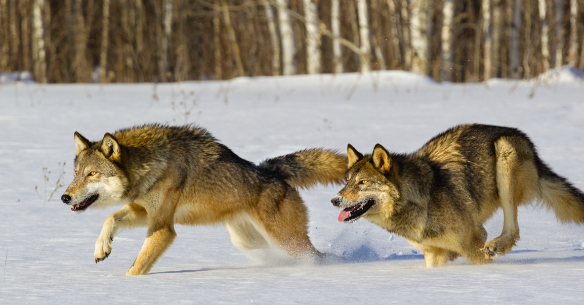 Are Montana Motorists Unknowingly Funding Wolf Killing?