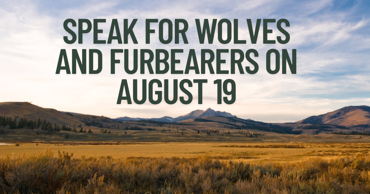 This Wednesday: Speak Up for Wolves and Furbearers