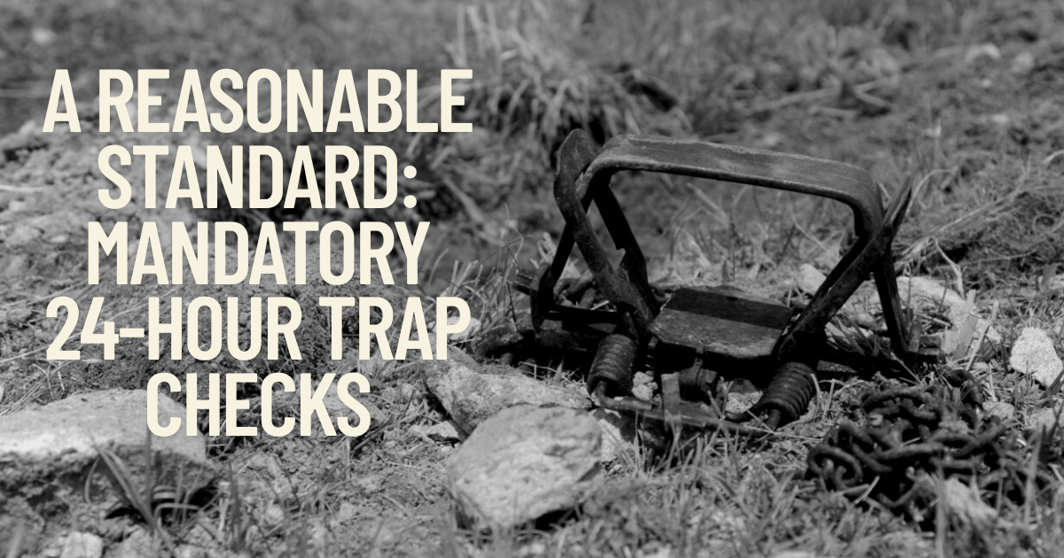 Montana Wildlife Groups Petition for Mandatory 24-Hour Trap Checks