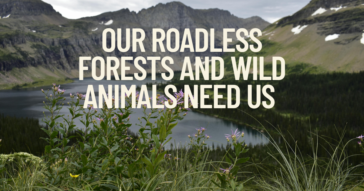 Our Roadless Forests Need Us—Speak Up by September 21