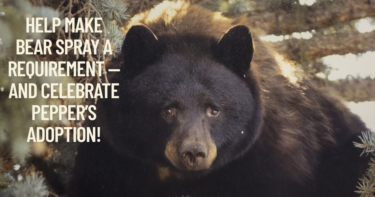 Bear Spray, Not Bullets — Plus Happy News for Pepper
