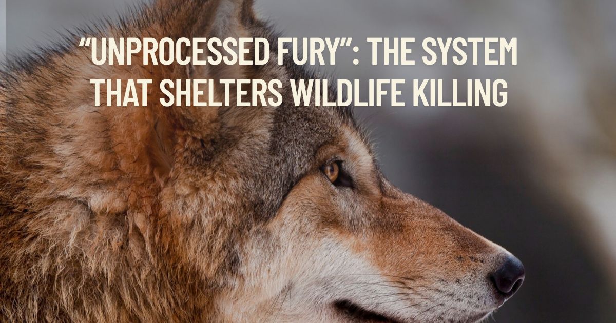 “Unprocessed Fury”: The System That Shelters Wildlife Killing