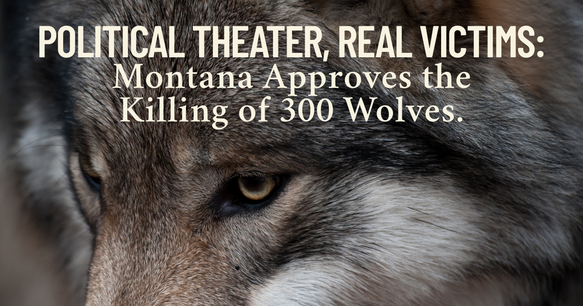Political Theater, Real Victims: Montana Approves the Killing of 300 Wolves