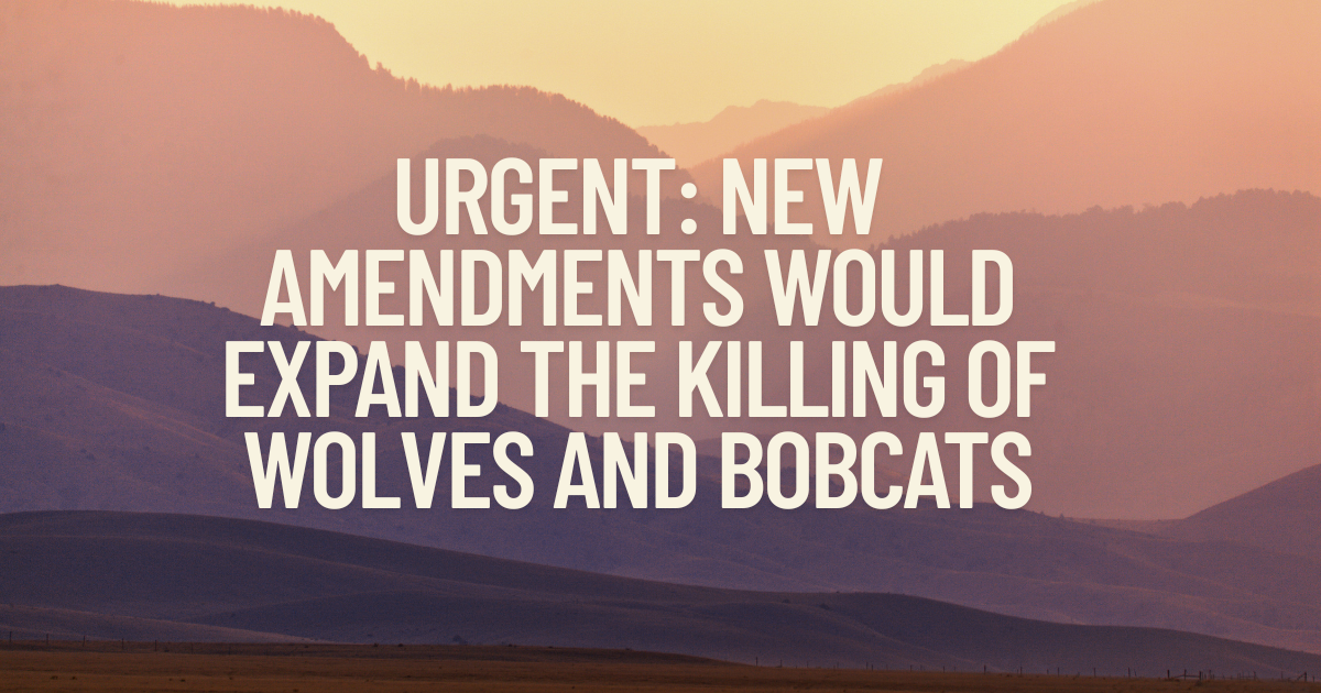 LAST MINUTE Amendments Would Expand the Killing of Wolves and Bobcats