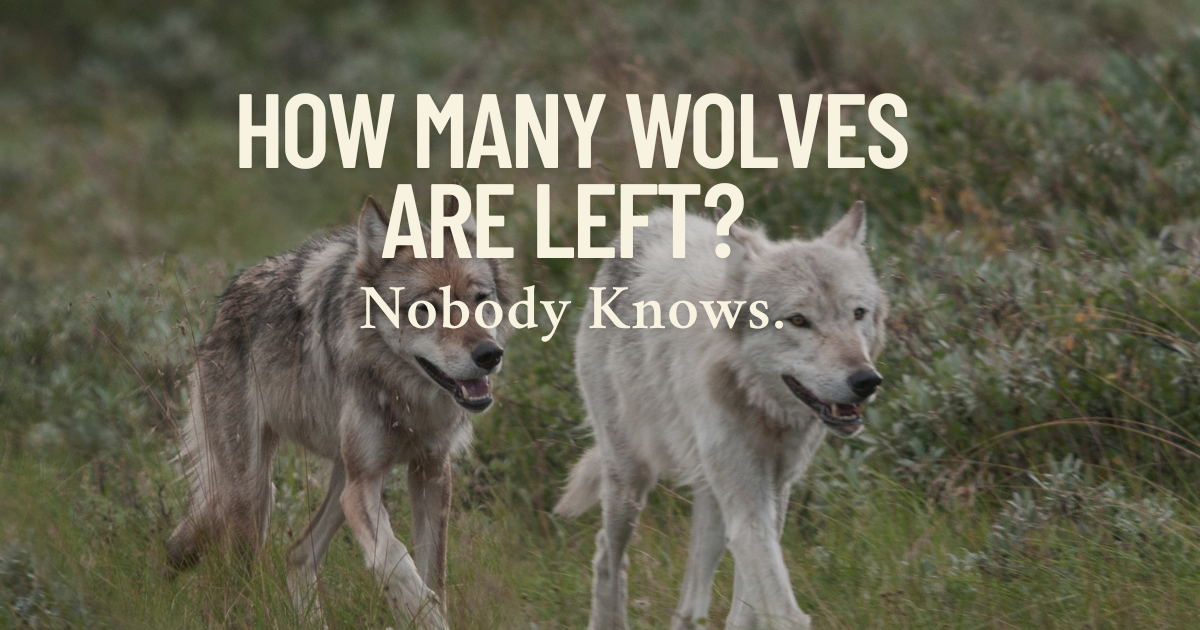 How Many Wolves Are Left? Nobody Knows.