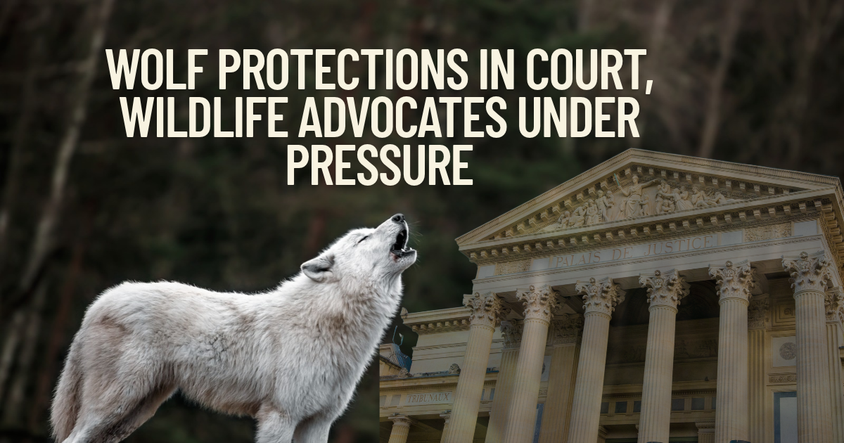 Three Wolf Cases in Court as Montana Wildlife Advocates Face Attacks