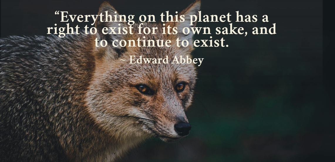 Three Wolf Cases before the Ninth Circuit—and a Question much Bigger than the Endangered Species Act