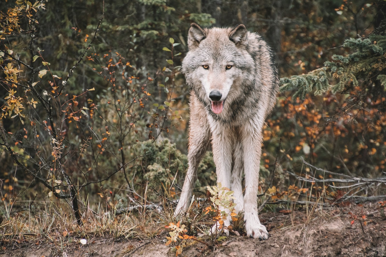 Analysis of the September 24, 2026 Fish & Wildlife Commission Meeting